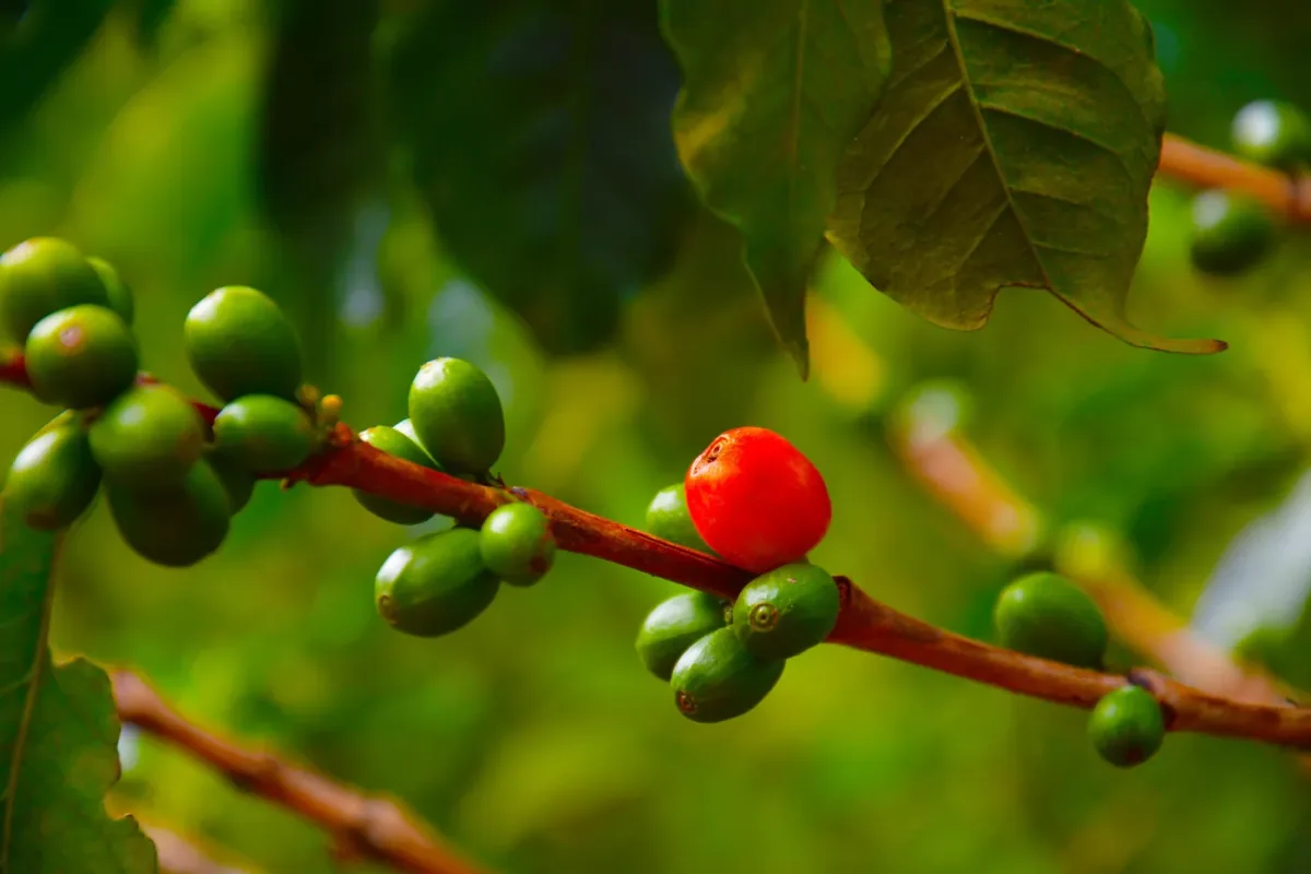 Cereza de café madura en la rama, entre follaje verde.