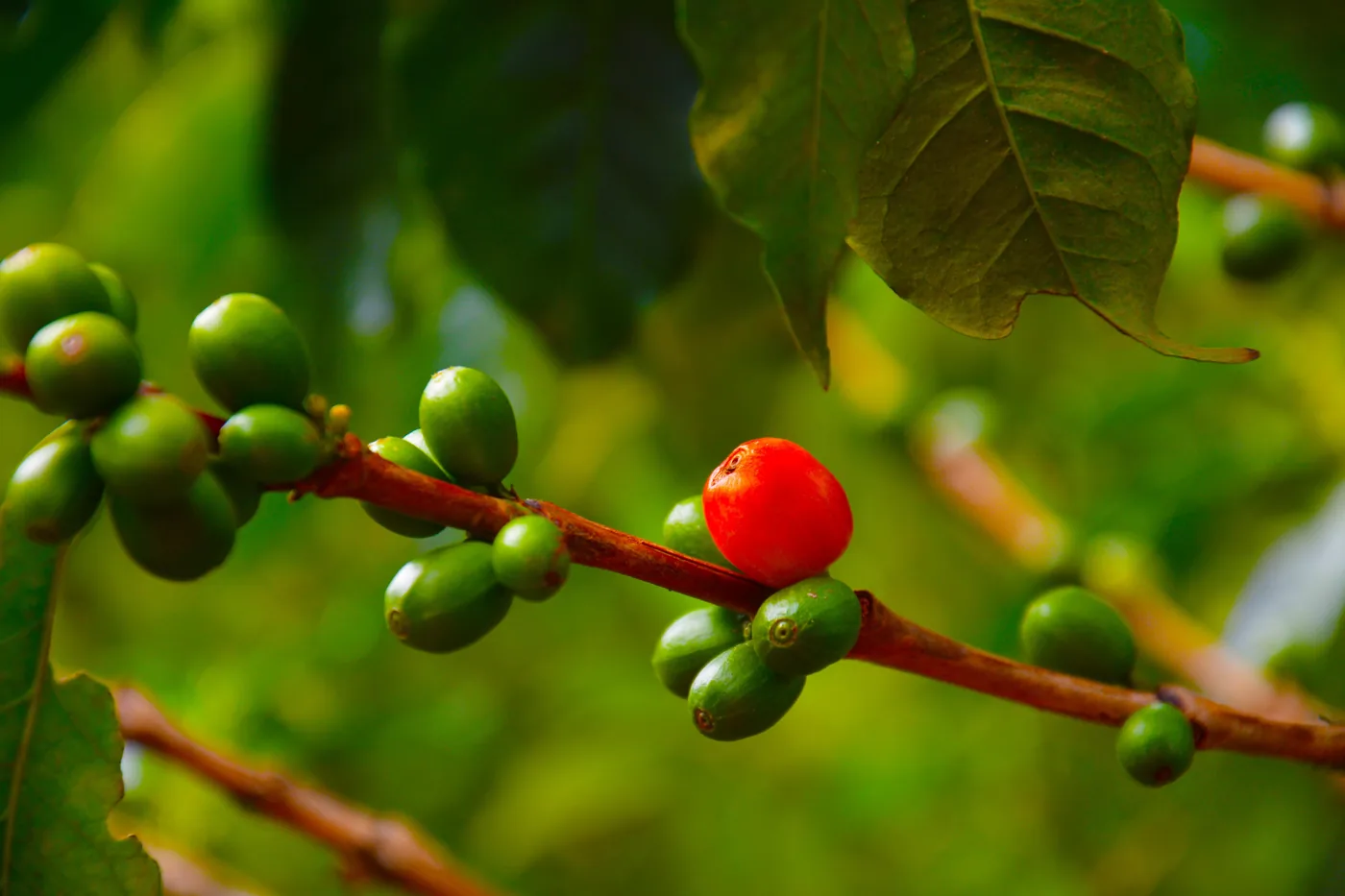 Cereza de café madura en la rama, entre follaje verde.